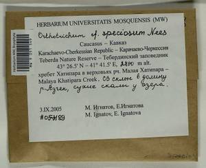 Lewinskya speciosa (Nees) F. Lara, Garilleti & Goffinet, Bryophytes, Bryophytes - North Caucasus & Ciscaucasia (B12) (Russia)