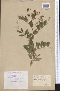 Lathyrus pisiformis L., Middle Asia, Syr-Darian deserts & Kyzylkum (M7) (Kazakhstan)