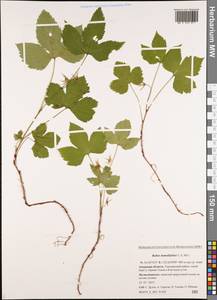 Rubus humulifolius C. A. Mey., Siberia, Russian Far East (S6) (Russia)