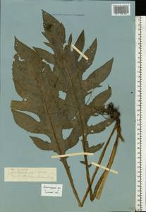 Cirsium oleraceum (L.) Scop., Eastern Europe, Central region (E4) (Russia)