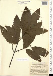 Quercus castaneifolia C.A.Mey., Caucasus, Azerbaijan (K6) (Azerbaijan)