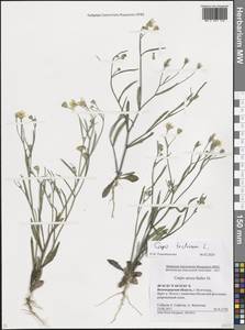 Crepis tectorum L., Eastern Europe, Lower Volga region (E9) (Russia)