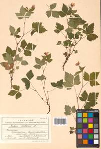 Rubus arcticus L., Siberia, Chukotka & Kamchatka (S7) (Russia)