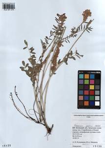 KUZ 001 278, Hedysarum gmelinii Ledeb., Siberia, Altai & Sayany Mountains (S2) (Russia)