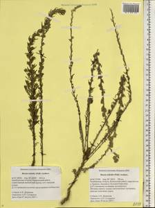 Sedobassia sedoides (Pall.) Freitag & G. Kadereit, Eastern Europe, Eastern region (E10) (Russia)