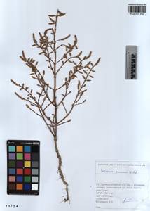 KUZ 003 542, Salicornia europaea L., Siberia, Altai & Sayany Mountains (S2) (Russia)