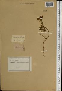 Cardamine macrophylla Willd., Siberia, Yakutia (S5) (Russia)