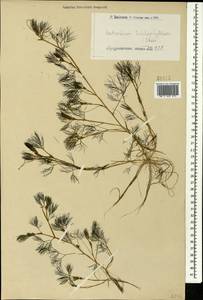 Ranunculus trichophyllus Chaix, Caucasus, Armenia (K5) (Armenia)