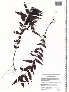 Veronica longifolia L., Siberia, Russian Far East (S6) (Russia)