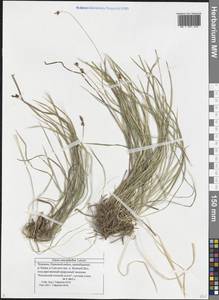 Carex caryophyllea Latourr., Eastern Europe, Middle Volga region (E8) (Russia)