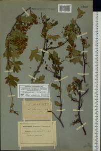Crataegus ×subsphaericea Gand., Eastern Europe, Rostov Oblast (E12a) (Russia)