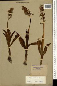 Orchis mascula (L.) L., Caucasus, Krasnodar Krai & Adygea (K1a) (Russia)