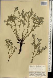 Arnebia fimbriata Maxim., Mongolia (MONG) (Mongolia)