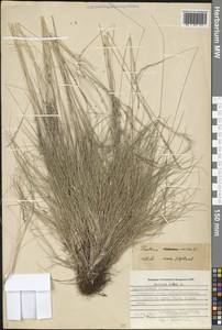 Festuca ovina L., Eastern Europe, Northern region (E1) (Russia)