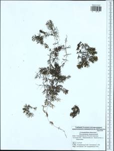 Ceratophyllum demersum L., Eastern Europe, Central region (E4) (Russia)