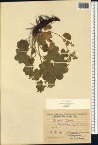 Alchemilla hians Juz., Eastern Europe, Eastern region (E10) (Russia)