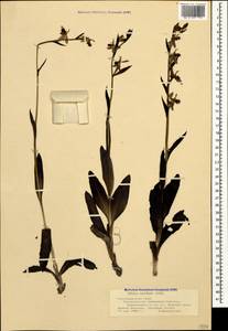 Ophrys apifera Huds., Caucasus, Black Sea Shore (from Novorossiysk to Adler) (K3) (Russia)