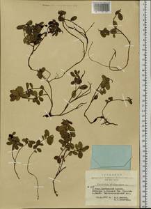 Vaccinium vitis-idaea L., Siberia, Altai & Sayany Mountains (S2) (Russia)