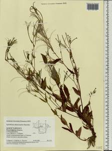 Epilobium ciliatum subsp. ciliatum, Eastern Europe, Central region (E4) (Russia)