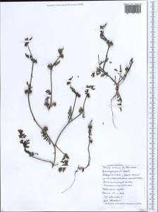 Torilis nodosa (L.) Gaertn., Caucasus, Black Sea Shore (from Novorossiysk to Adler) (K3) (Russia)