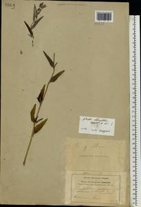 Atriplex oblongifolia Waldst. & Kit., Eastern Europe, Central forest-and-steppe region (E6) (Russia)