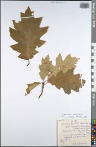 Quercus rubra L., Eastern Europe, Central region (E4) (Russia)