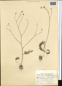 Bongardia chrysogonum (L.) Sp., Middle Asia, Kopet Dag, Badkhyz, Small & Great Balkhan (M1) (Turkmenistan)