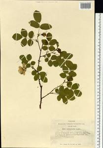 Rosa acicularis Lindl., Siberia, Altai & Sayany Mountains (S2) (Russia)