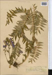 Polemonium caucasicum N. Busch, Middle Asia, Northern & Central Tian Shan (M4) (Kazakhstan)