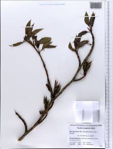 Populus trichocarpa Torr. & A. Gray ex Hook., Eastern Europe, North-Western region (E2) (Russia)