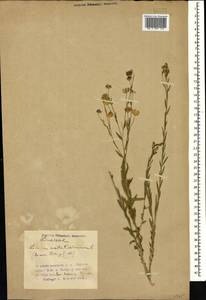Linum usitatissimum L., Caucasus, Azerbaijan (K6) (Azerbaijan)