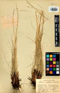 Carex myosuroides Vill., Siberia, Baikal & Transbaikal region (S4) (Russia)