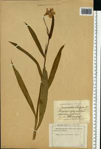 Ranunculus lingua L., Eastern Europe, Latvia (E2b) (Latvia)