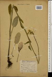Tephroseris cladobotrys subsp. subfloccosa (Schischk.) Greuter, Caucasus, Stavropol Krai, Karachay-Cherkessia & Kabardino-Balkaria (K1b) (Russia)