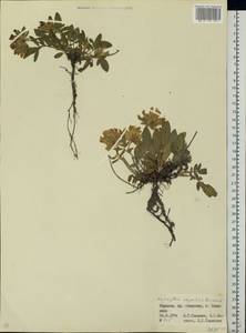Anthyllis vulneraria subsp. alpestris (Hegetschw.)Asch. & Graebn., Eastern Europe, West Ukrainian region (E13) (Ukraine)
