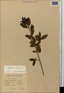 Ligustrum vulgare L., Caucasus, Black Sea Shore (from Novorossiysk to Adler) (K3) (Russia)