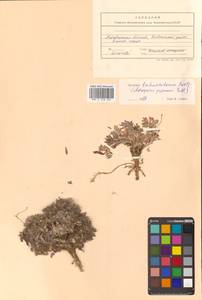 Oxytropis nigrescens (Pall.) Fisch. ex DC., Siberia, Chukotka & Kamchatka (S7) (Russia)