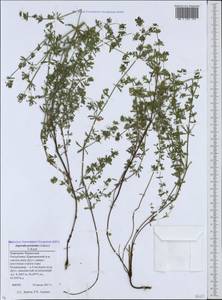 Asperula prostrata (Adams) K.Koch, Caucasus, Stavropol Krai, Karachay-Cherkessia & Kabardino-Balkaria (K1b) (Russia)