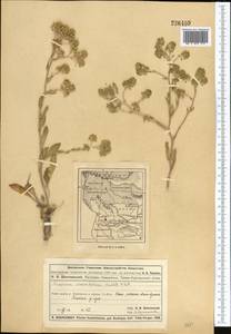 Lepidium cartilagineum (J. Mayer) Thell., Middle Asia, Muyunkumy, Balkhash & Betpak-Dala (M9) (Kazakhstan)