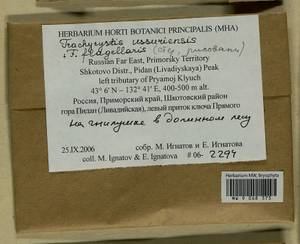 Trachycystis ussuriensis (Regel & Maack) T.J. Kop., Bryophytes, Bryophytes - Russian Far East (excl. Chukotka & Kamchatka) (B20) (Russia)