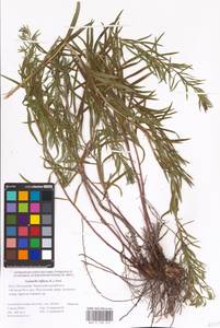 Galatella biflora (L.) Nees, Eastern Europe, Lower Volga region (E9) (Russia)