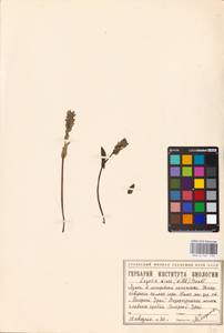MHA 0 161 199, Lagotis glauca subsp. minor (Willd.) Hultén, Siberia, Western Siberia (S1) (Russia)