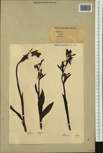 Ophrys apifera Huds., Western Europe (EUR) (Italy)