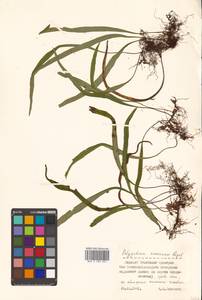 Lepisorus ussuriensis (Regel & Mack.) Ching, Siberia, Russian Far East (S6) (Russia)