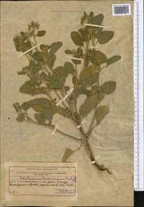 Heliotropium ellipticum Ledeb., Middle Asia, Muyunkumy, Balkhash & Betpak-Dala (M9) (Kazakhstan)