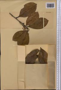 Pouteria lucumifolia (Reissek ex Maxim.) T.D.Penn., America (AMER) (Not classified)