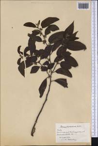 Trema micrantha (L.) Bl., America (AMER) (Cuba)