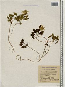 Lamium tomentosum Willd., Caucasus, Krasnodar Krai & Adygea (K1a) (Russia)