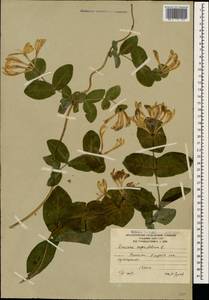 Lonicera caprifolium L., Caucasus, South Ossetia (K4b) (South Ossetia)