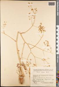 Ferula caspica M.Bieb., Middle Asia, Muyunkumy, Balkhash & Betpak-Dala (M9) (Kazakhstan)